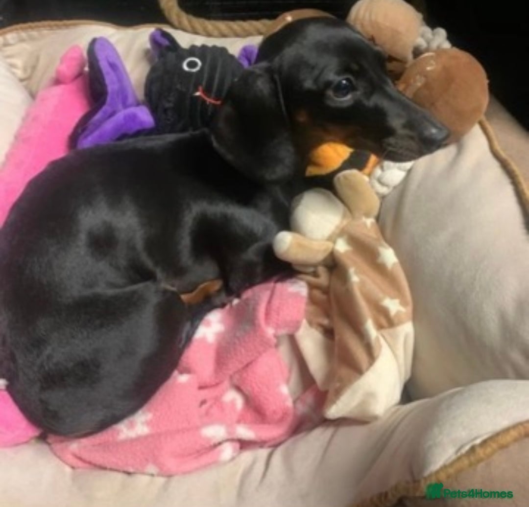 Miniature Dachshund dogs for sale: 🌸 Beautiful Black & Tan Miniature Dachshund 🌸 - Image 1