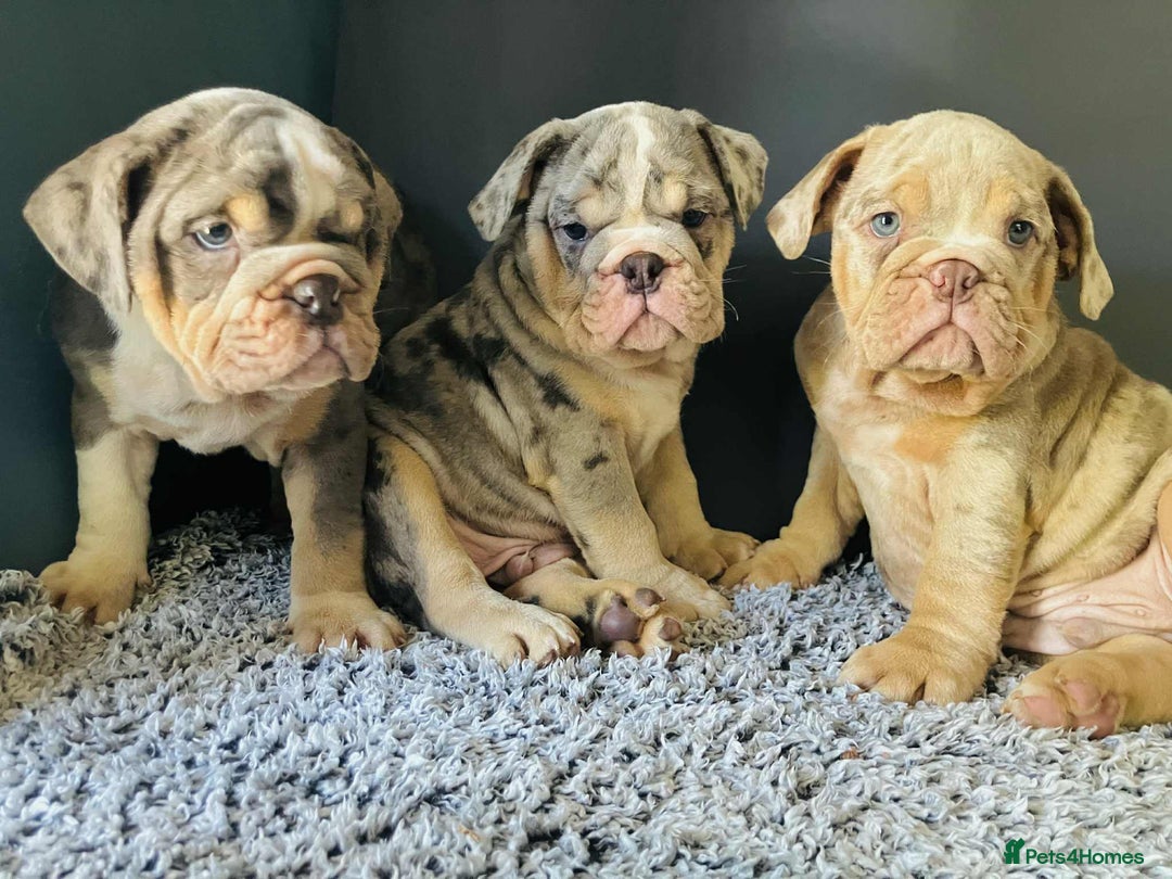 English Bulldog dogs for sale: READY NOW LILAC MERLE ENGLISH BULLDOG BOY in Gunnislake - Image 17
