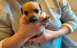 Jack Russell dogs for sale: Jack Russell Puppies - Image 10