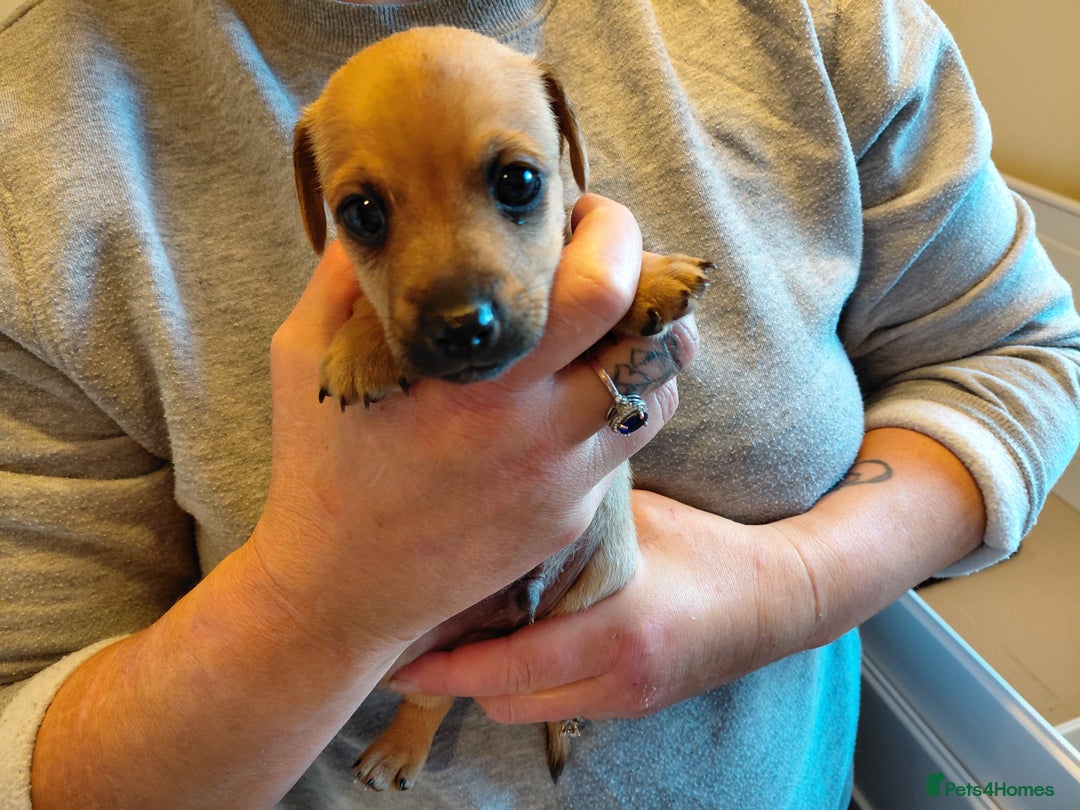 Jack Russell dogs for sale: Jack Russell Puppies - Image 10