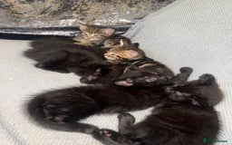 Mixed Breed cats for sale: Last 2 beautiful black marked kittens READY NOW - Image 7