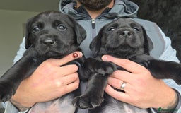 Labrador Retriever dogs for sale: Black and chocolate labrador puppies - Image 5