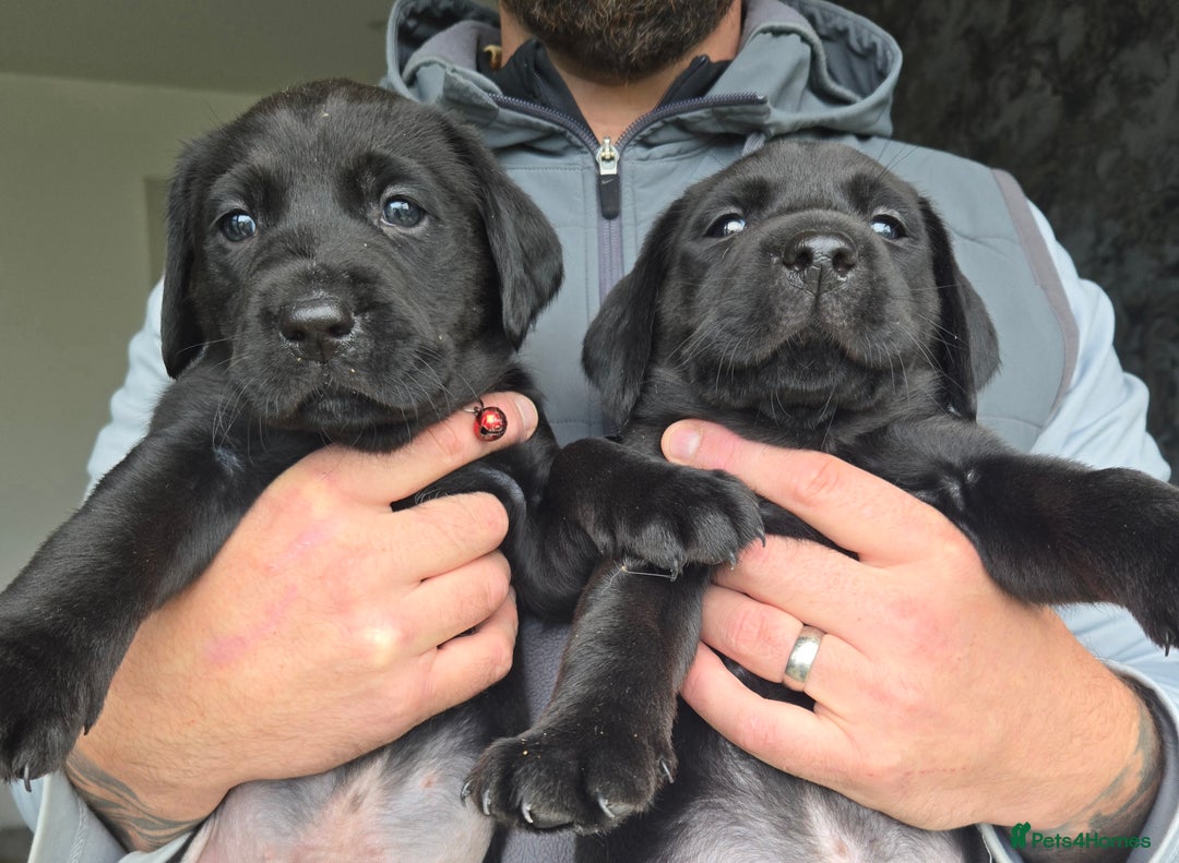 Labrador Retriever dogs for sale: Black and chocolate labrador puppies - Image 5