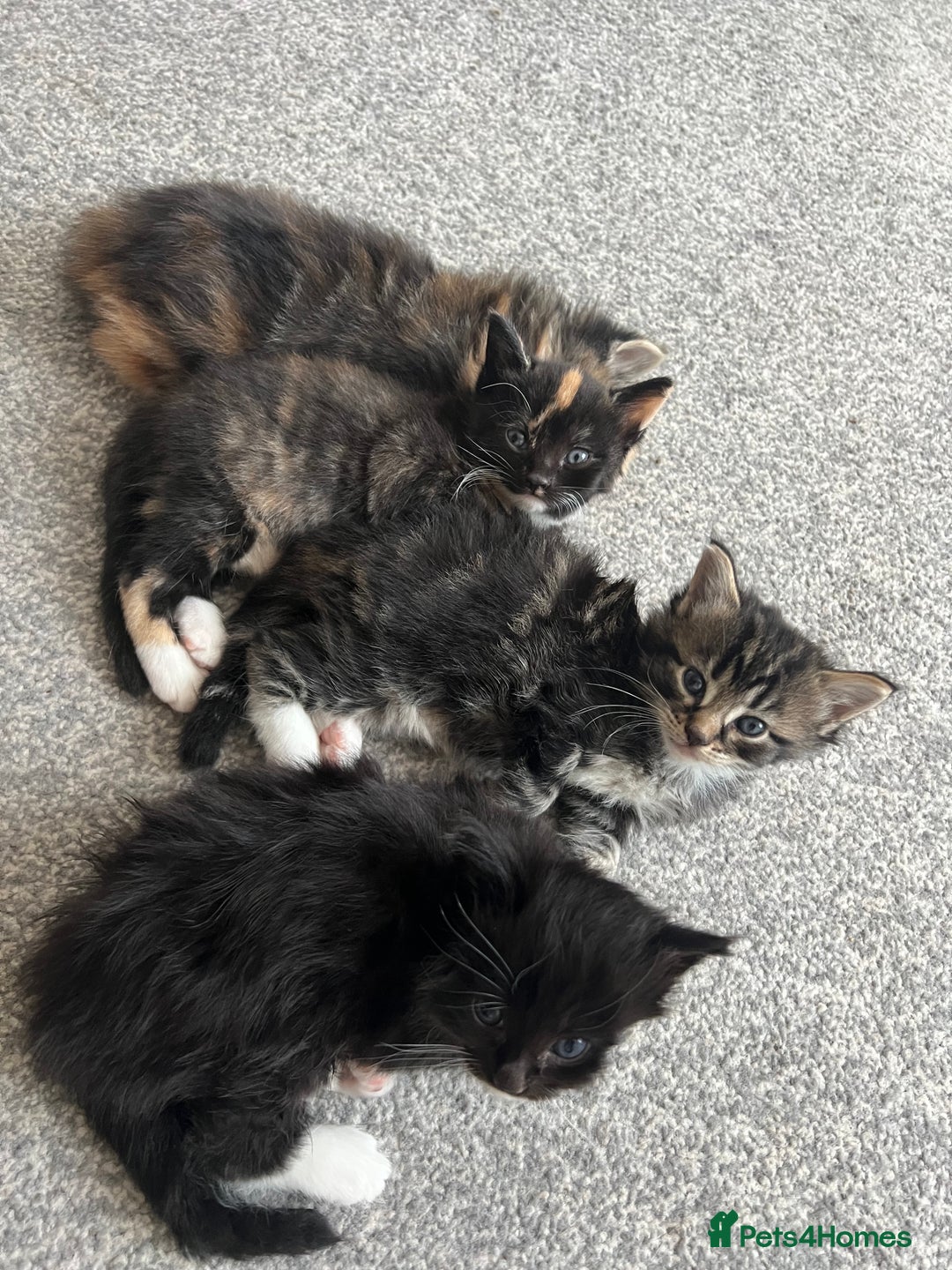 British Shorthair cats for sale: Female kittens - Image 2