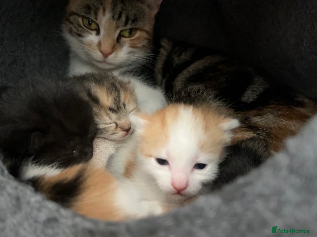 Mixed Breed cats for sale: 3 mixed breed kittens available - Image 20