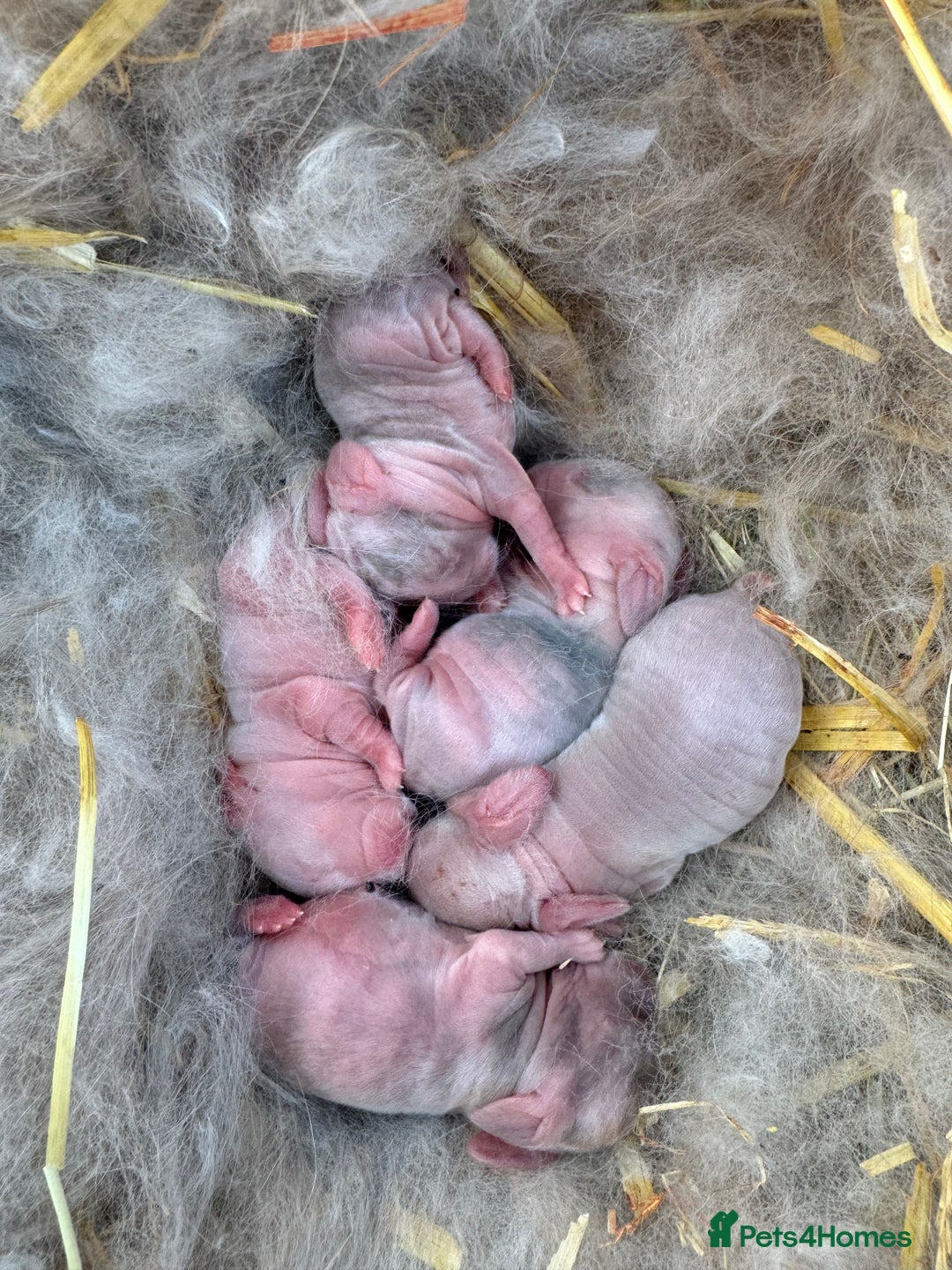 Mini Lop rabbits for sale: Beautiful mini lop babies  - Advert 7