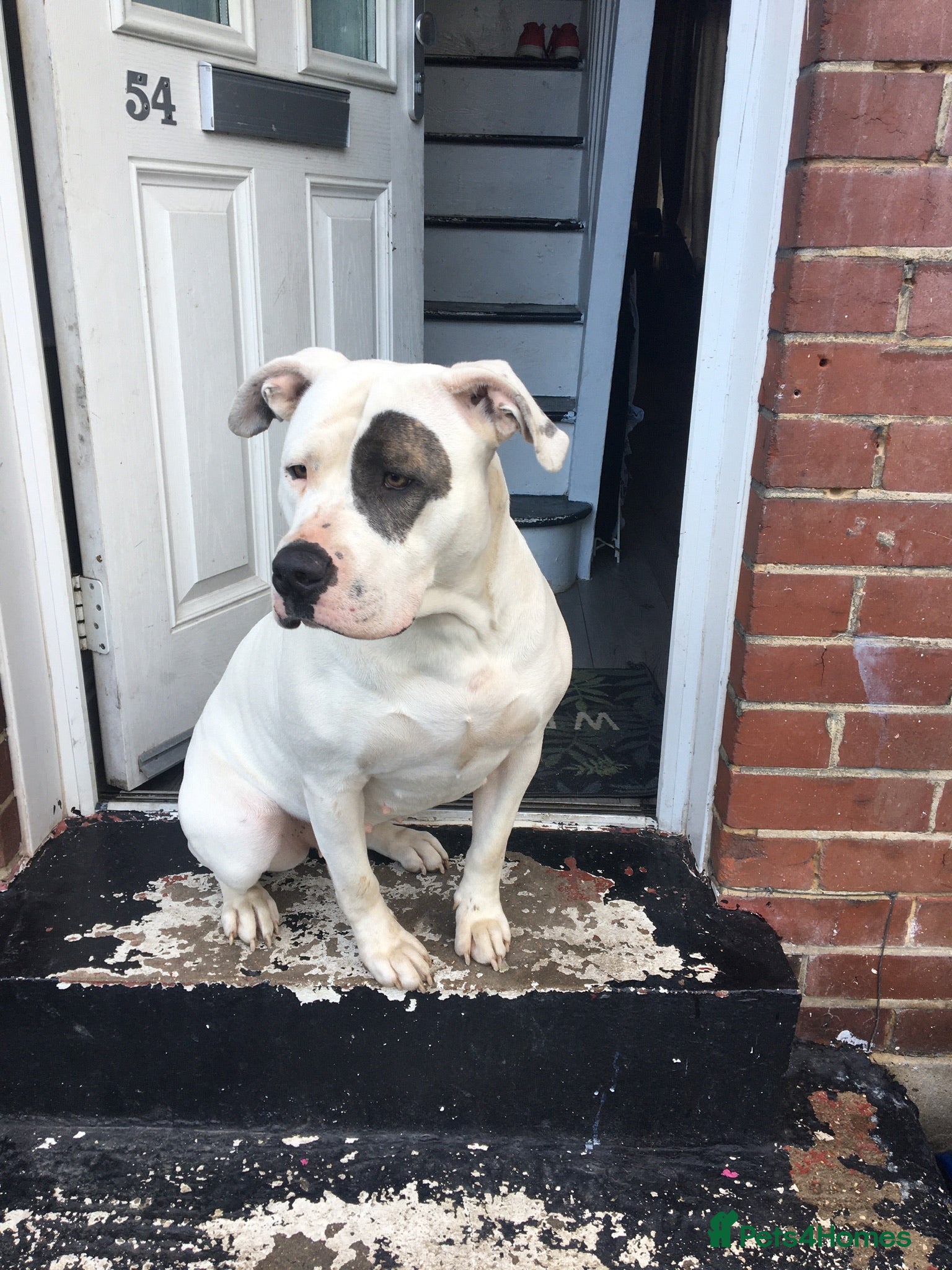 American Bulldog dogs Amarni- American bulldog in Gillingham - Advert 1
