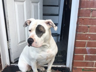 American Bulldog dogs in Gillingham - Advert 26