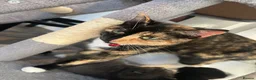 Mixed Breed cats for sale: Female kittens  in Swadlincote - Advert 4