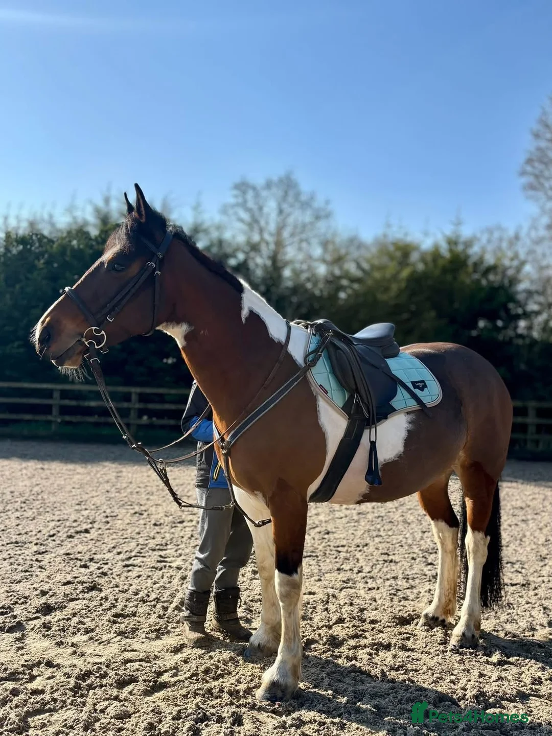 Irish Sports horses for sale: Beautiful 15.1hh coloured mare  in Clacton-on-Sea - Advert 1