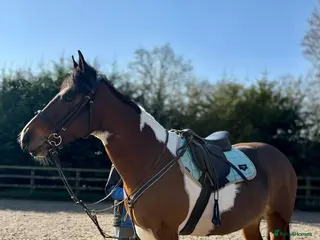 Irish Sports horses Beautiful 15.1hh coloured mare - Advert 13