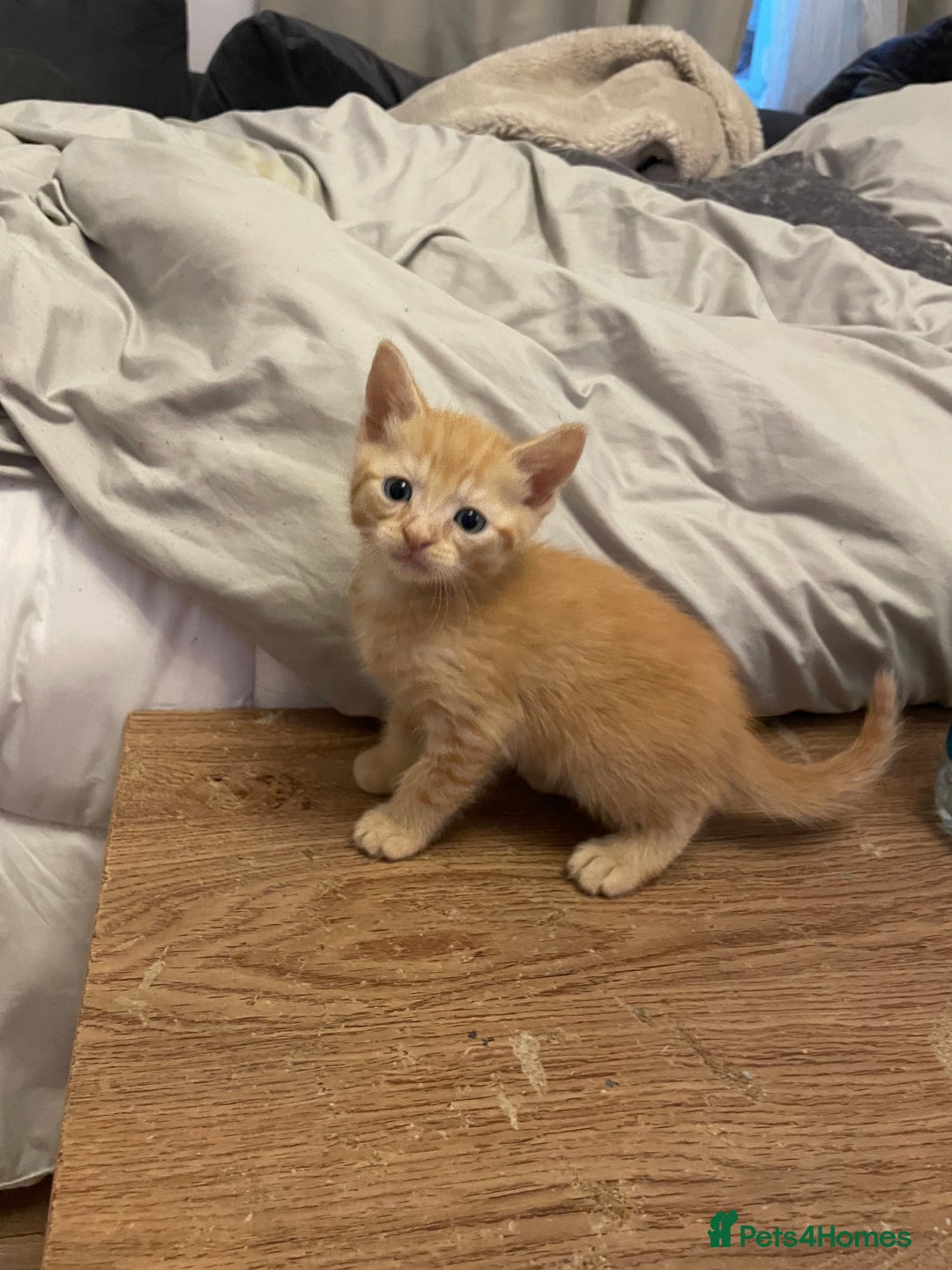 British Shorthair cats for sale: Male ginger and black kittens  - Image 1