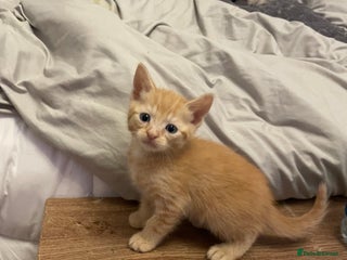 British Shorthair cats for sale - Advert 1