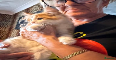Mixed Breed cats - Advert 7