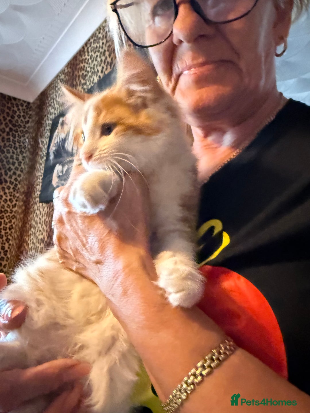 Mixed Breed cats for sale: A BOY AND A GIRL, READY NOW  - Image 3