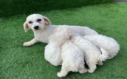 Poodle dogs for sale: Poodles pups for forever home - Image 13