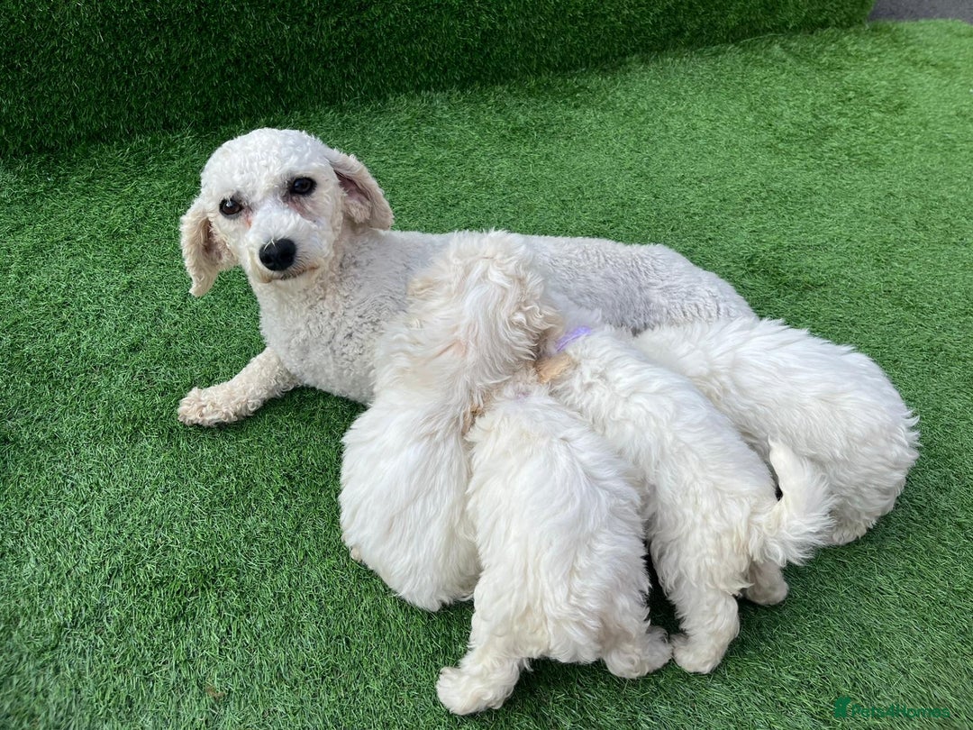 Poodle dogs for sale: Poodles pups for forever home - Image 13