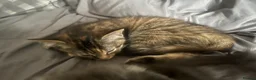 Bengal cats for sale: Ragdoll x Bengal kittens  - Advert 5