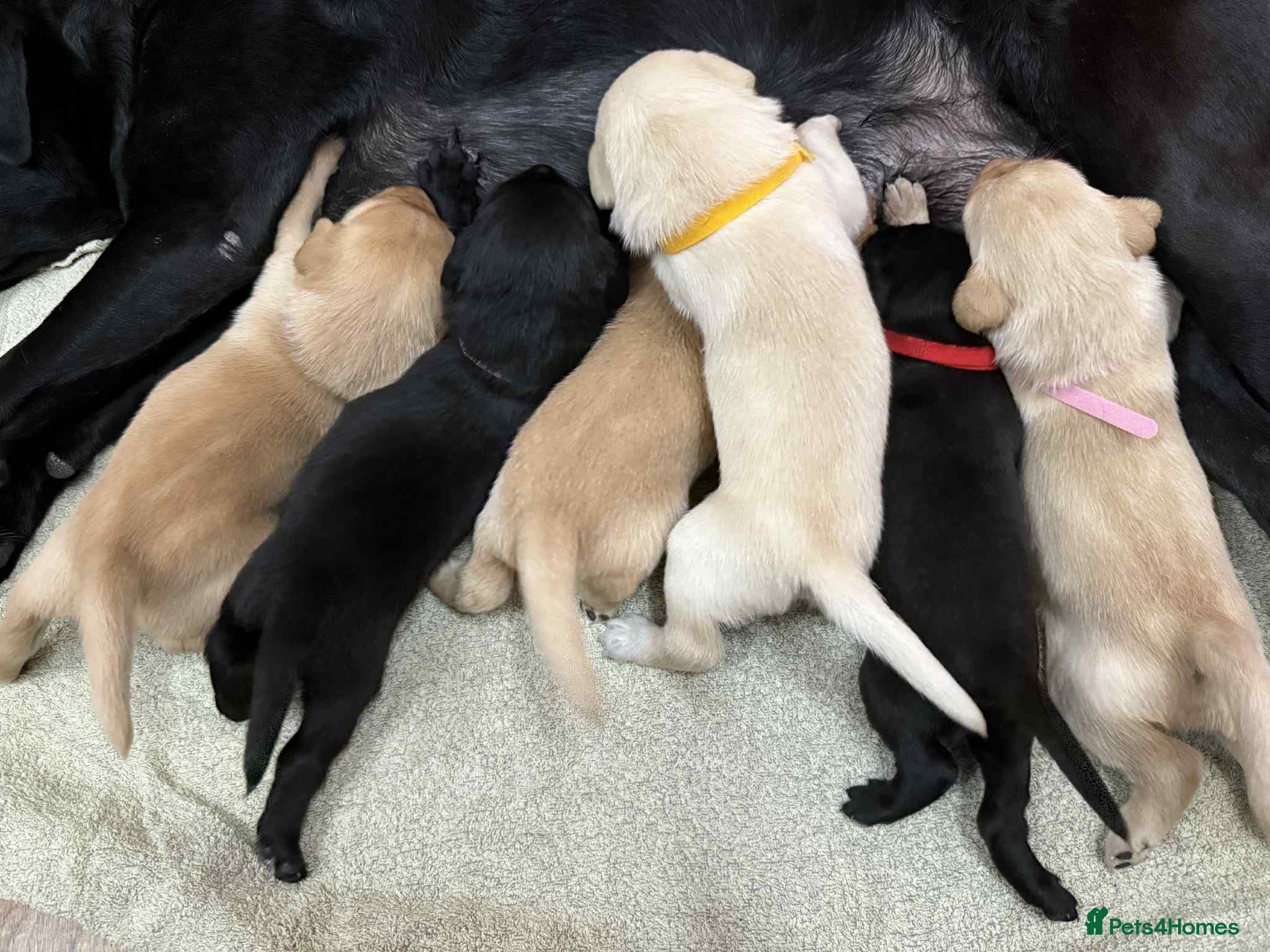 Labrador Retriever dogs Kc registered labradors for sale - Advert 2