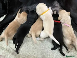 Labrador Retriever dogs Kc registered labradors for sale - Advert 4