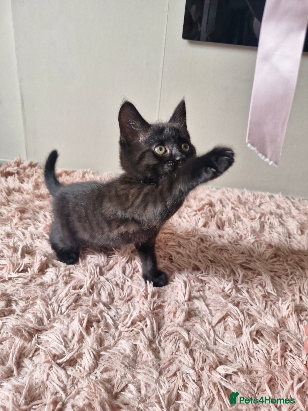 Mixed Breed cats for sale: 6 Beautiful Kittens British Shorthair Calico Cross - Image 23