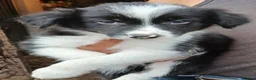 Border Collie dogs for sale: BORDER COLLIE PUPS in Glossop - Advert 3