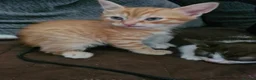 Mixed Breed cats for sale: Loving kittens looking for their new homes - Advert 5