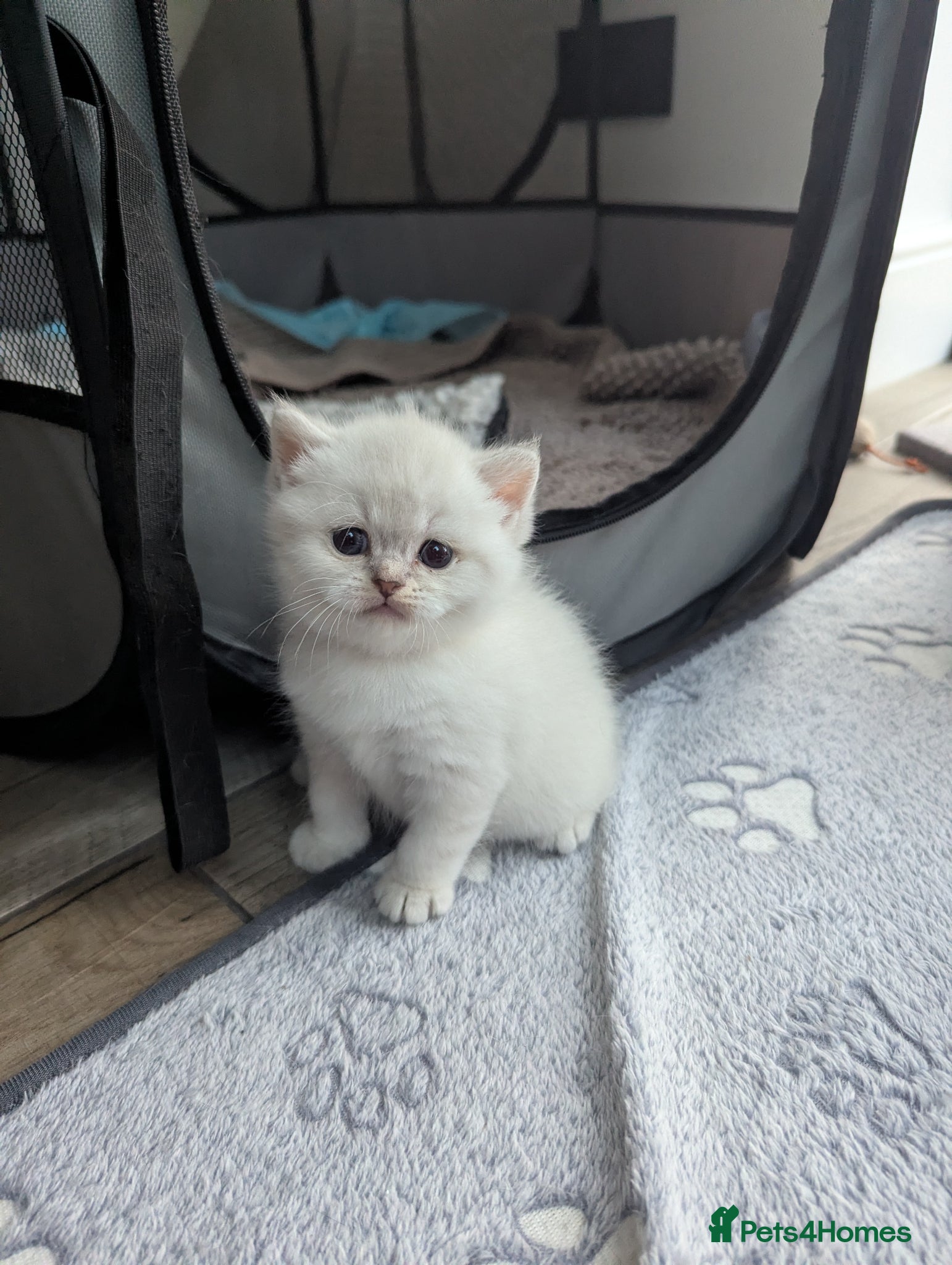 British Shorthair cats Beautiful British shorthair boys  - Advert 1