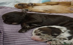 Cockapoo dogs for sale: F1B CHOCOLATE BROWN MERLE FEMALE COCKAPOO - Image 9