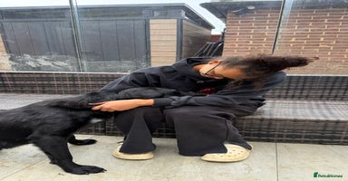 Mixed Breed dogs - Advert 6