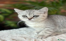 British Shorthair cats for sale: 💎Rare Silver & Spotted BSH Kittens ns 12 & n 24🐾 - Image 30