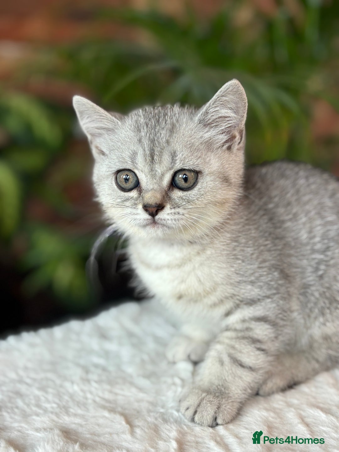 British Shorthair cats for sale: 💎Rare Silver & Spotted BSH Kittens ns 12 & n 24🐾 - Image 30