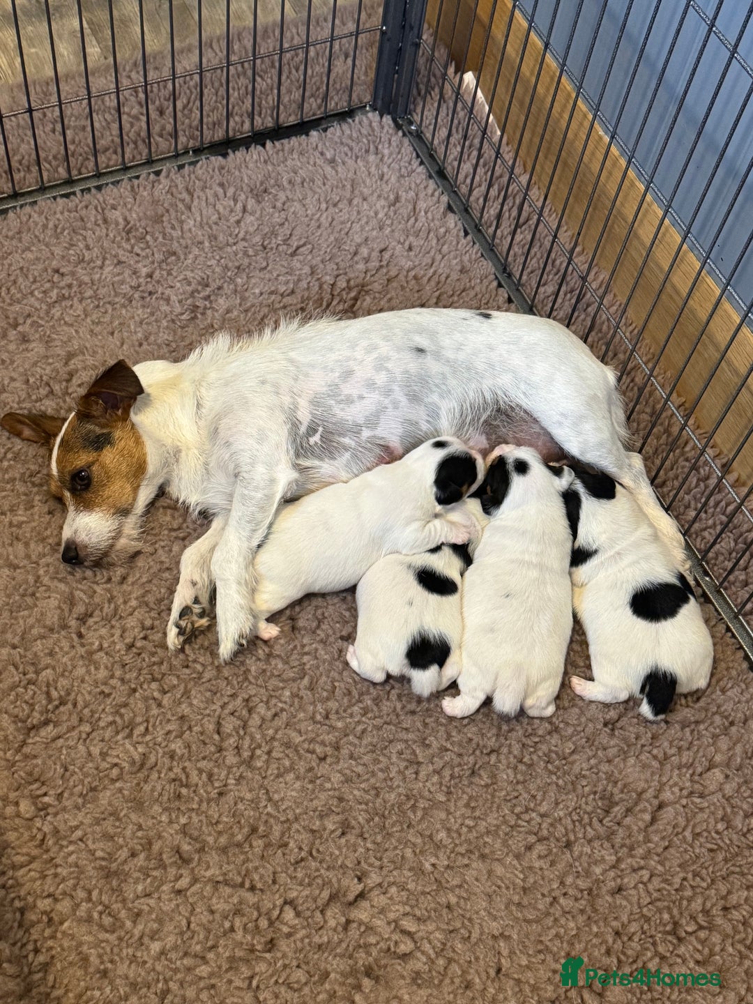 Jack Russell dogs for sale: Jack Russell Puppies - Image 10