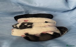 Pug dogs for sale: Pug puppies  - Image 4