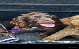 Cockapoo dogs for sale: Stunning F1 Cocokapoos - Image 16