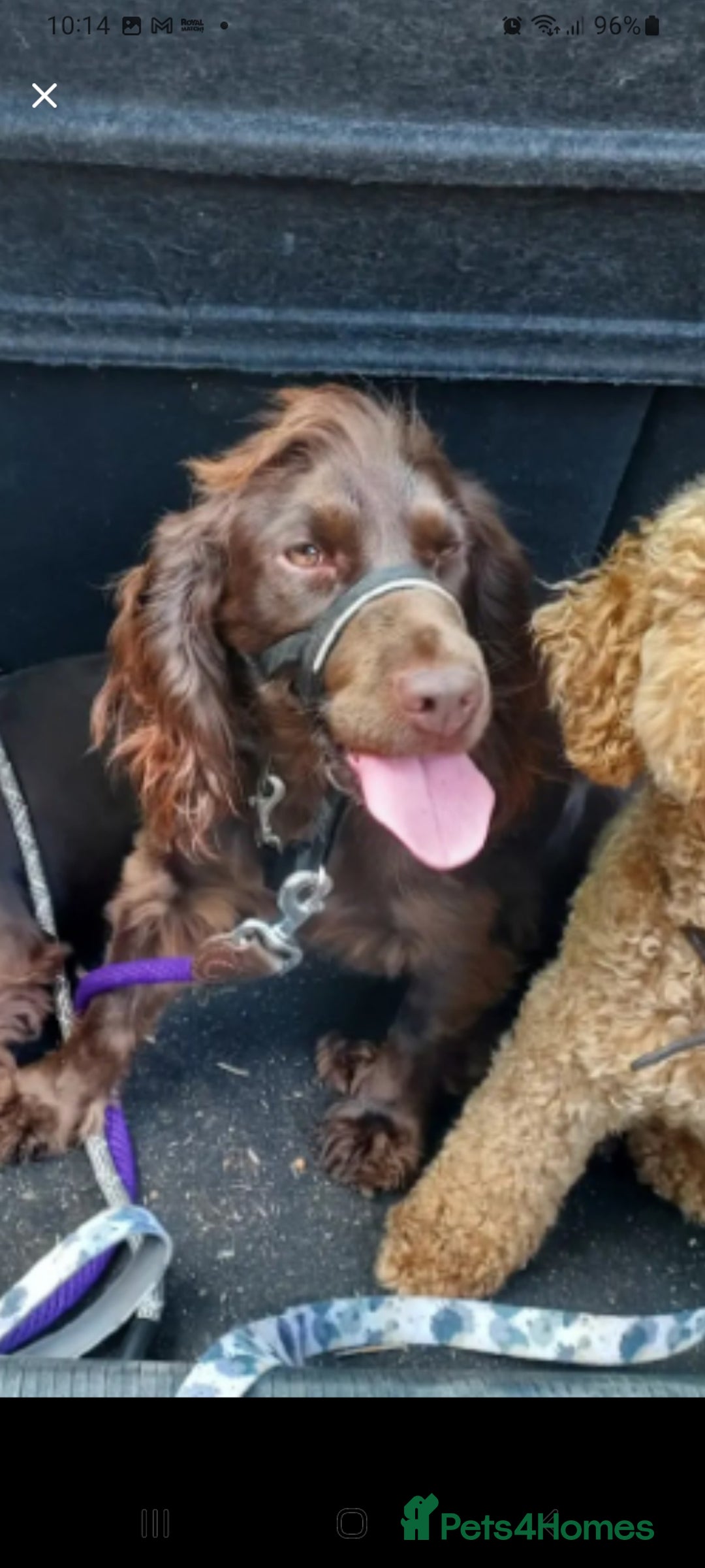 Cockapoo dogs for sale: Stunning F1 Cocokapoos - Image 16