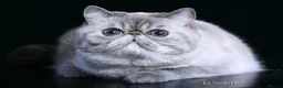 Exotic cats for stud: CFA Champion Imported Exotic Shorthair Stud - Advert 7