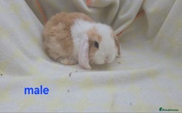 Mini Lop rabbits for sale:  stunning mini  lops   in Uxbridge - Image 10