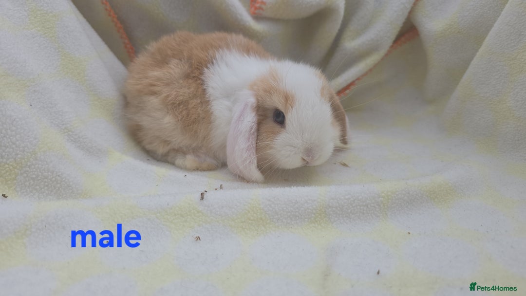Mini Lop rabbits for sale:  stunning mini  lops   in Uxbridge - Image 10