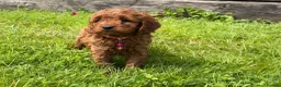 Cavapoo dogs for sale: Beautiful F1 Red Cavapoo puppies  - Advert 6