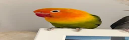 Lovebirds birds for sale: love bird pair for sale in Buntingford - Advert 3