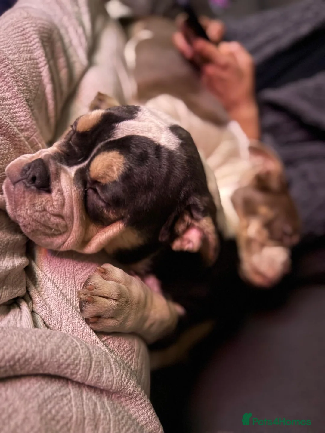 Mixed Breed dogs for sale: Bailey+Bella - Advert 15