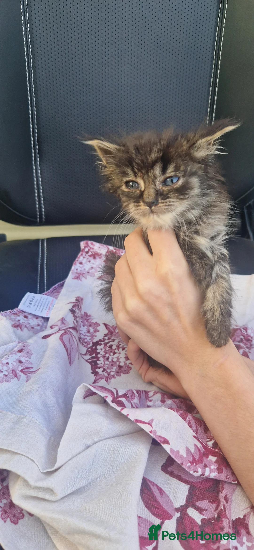 Mixed Breed cats for sale: Kittens looking for their new forever home in Peterborough - Advert 2