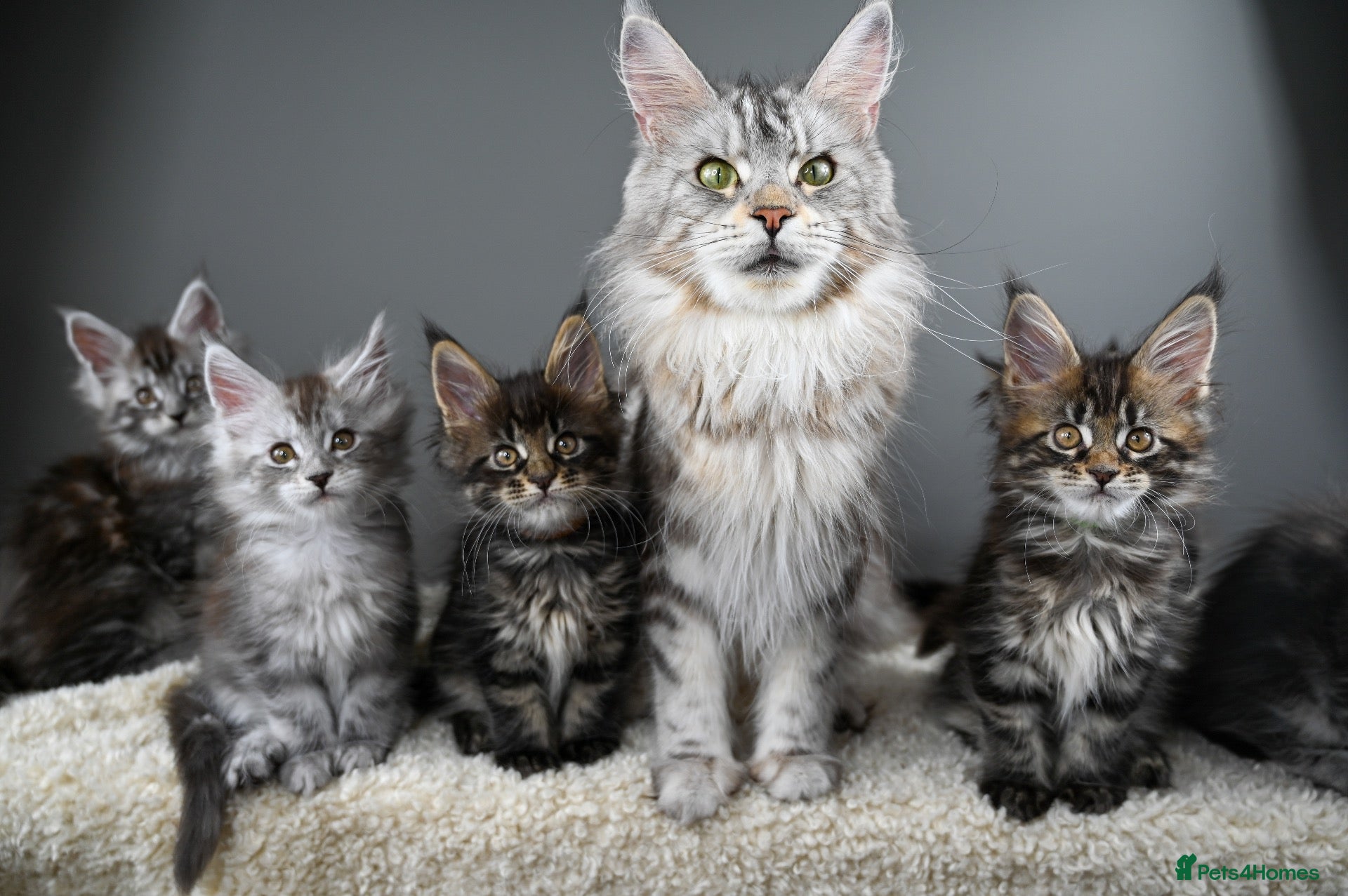 Maine Coon cats Black Smoke undercoat kittens  - Advert 1