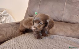 Cocker Spaniel dogs for sale: Cocker spaniel puppies  - Image 6