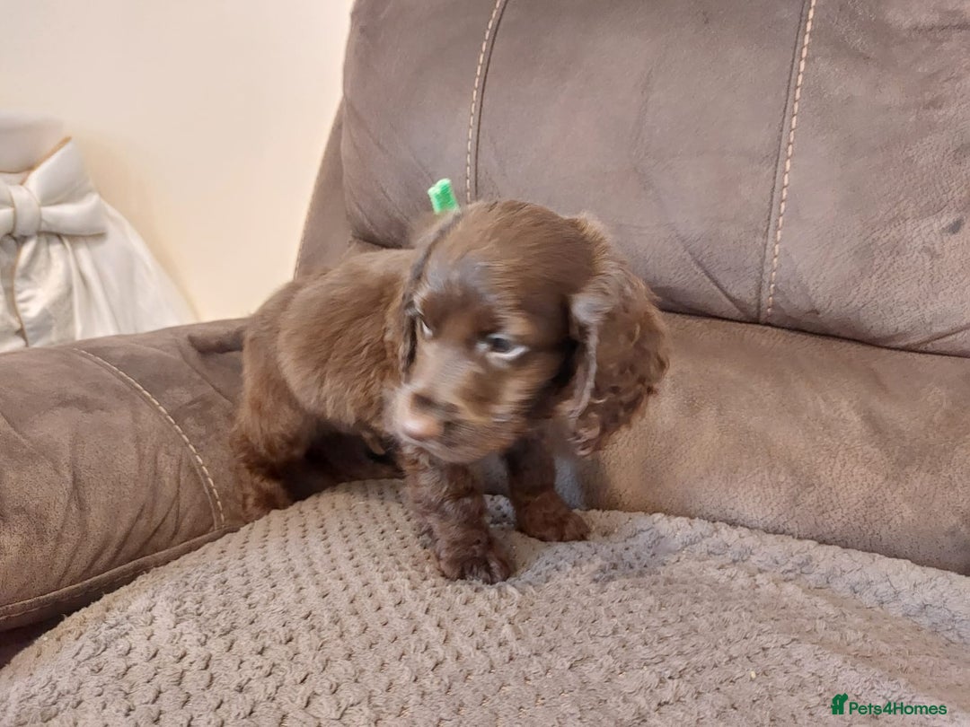 Cocker Spaniel dogs for sale: Cocker spaniel puppies  - Image 6