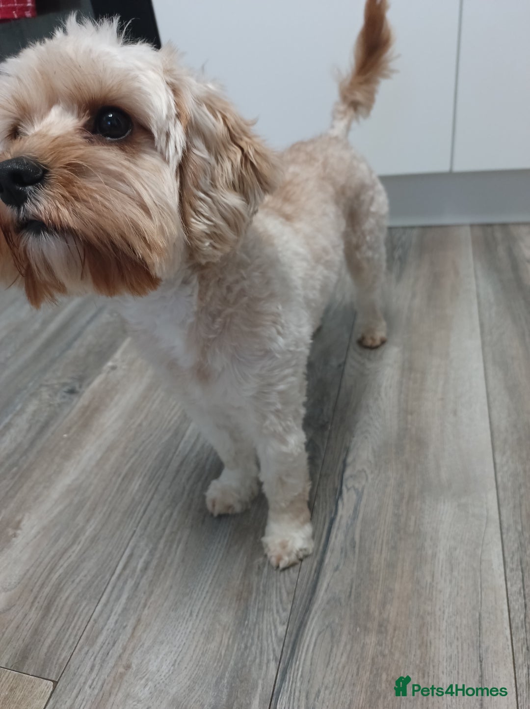 Cavapoo dogs for sale: Male cavapoo - Advert 3
