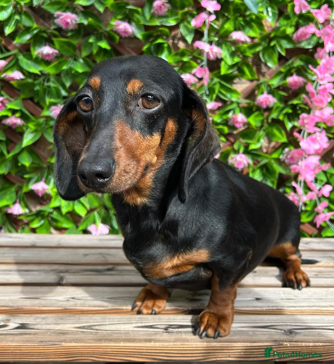 Miniature Dachshund dogs A BEAUTIFUL BLACK AND TAN FEMALE - Advert 1