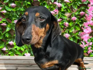 Miniature Dachshund dogs A BEAUTIFUL BLACK AND TAN FEMALE 3 YEARS OLD - Advert 1