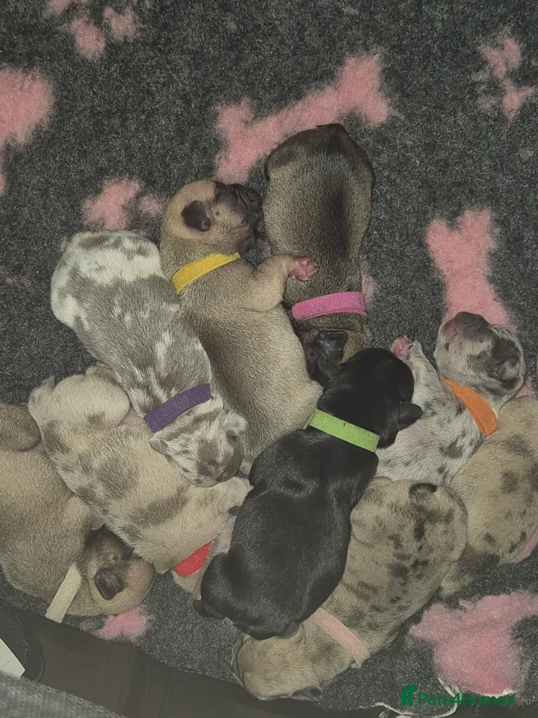 French Bulldog dogs for sale: Stunning litter of frenchies  - Advert 11